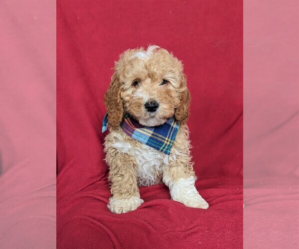 Medium Photo #1 Goldendoodle-Poodle (Miniature) Mix Puppy For Sale in LEOLA, PA, USA