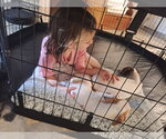 Small Photo #4 Italian Greyhound-Unknown Mix Puppy For Sale in Arlington, WA, USA