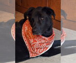 Small #15 German Shepherd Dog Mix