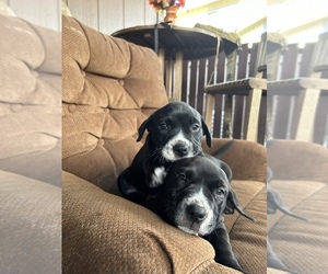 American Pit Bull Terrier-Dalmatian Mix Puppy for sale in GRAND PRAIRIE, TX, USA