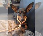 Small Miniature Pinscher