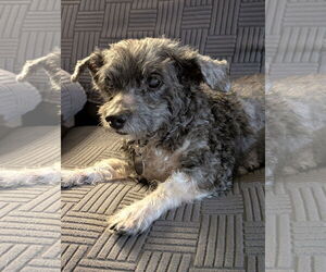 Gary - Male Maltese-Unknown Mix Dog for Adoption - Photo #3