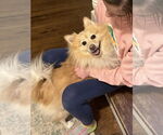 Small #2 Pomeranian