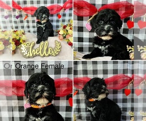 Bernedoodle Puppy for sale in BARDSTOWN, KY, USA