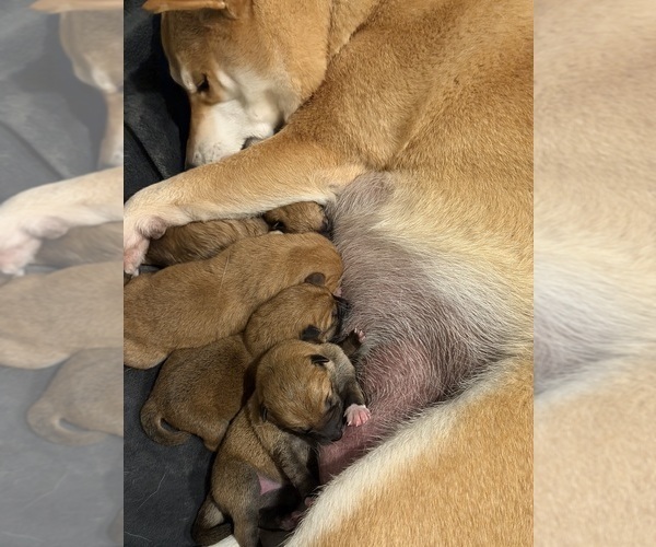 Medium Photo #3 Shiba Inu Puppy For Sale in ZIONSVILLE, IN, USA