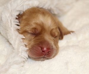 Labrador Retriever Litter for sale in HYDE PARK, VT, USA