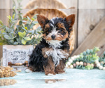 Puppy Allie Yorkshire Terrier