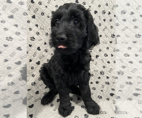 Medium Photo #3 Goldendoodle Puppy For Sale in CENTURIA, WI, USA