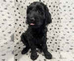 Puppy Valka Goldendoodle