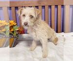 Small Cairn Terrier Mix