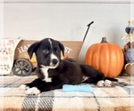 Image preview for Ad Listing. Nickname: Harvest