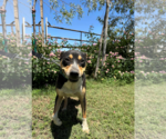 Small #2 American Pit Bull Terrier Mix