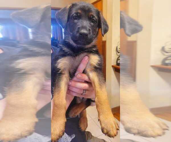 Medium Photo #2 German Shepherd Dog Puppy For Sale in WASHOUGAL, WA, USA