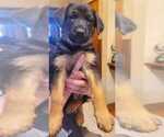 Small Photo #2 German Shepherd Dog Puppy For Sale in WASHOUGAL, WA, USA