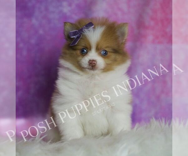 Medium Photo #5 Pomeranian Puppy For Sale in WARSAW, IN, USA