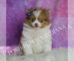 Small Photo #63 Pomeranian Puppy For Sale in WARSAW, IN, USA