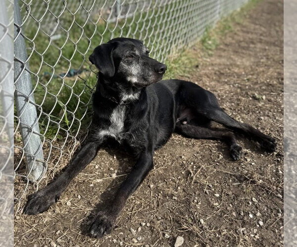 Medium Photo #3 Labrador Retriever-Unknown Mix Puppy For Sale in Williamsburg, IA, USA