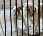 Puppy Parents American Bulldog