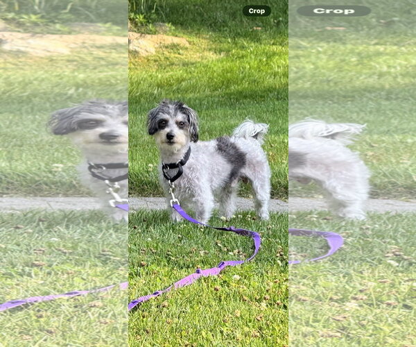 Medium Photo #2 Poodle (Miniature)-Unknown Mix Puppy For Sale in Rockaway, NJ, USA