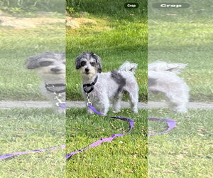 Rocky NJ - Male Poodle (Miniature)-Unknown Mix Dog for Adoption - Photo #2