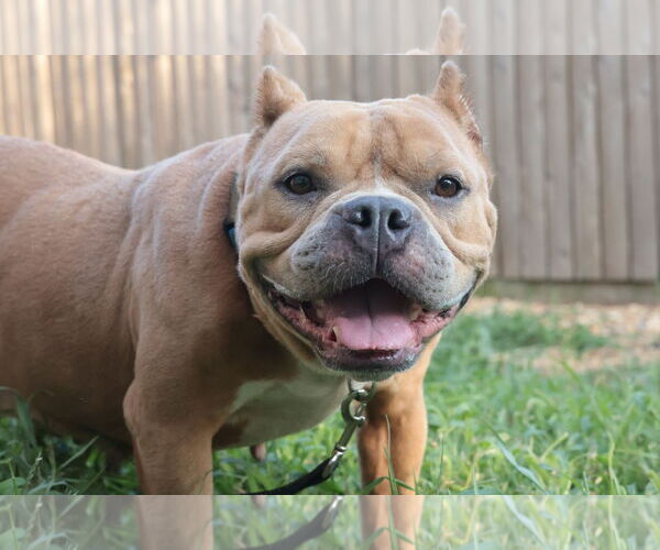 Medium Photo #20 Mutt Puppy For Sale in Philadelphia, PA, USA