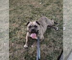 Small American Pit Bull Terrier-Bulldog Mix
