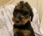 Puppy 4 Airedale Terrier