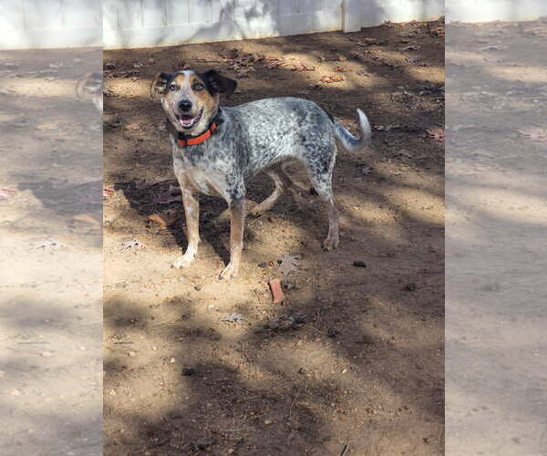 Medium Photo #1 Mutt Puppy For Sale in Thomasville, NC, USA