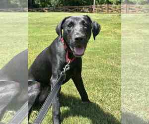 Labrador Retriever-Unknown Mix Dogs for adoption in Greenville, SC, USA