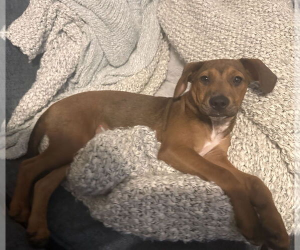 Medium Photo #3 Dachshund-Unknown Mix Puppy For Sale in Brooklyn Center, MN, USA
