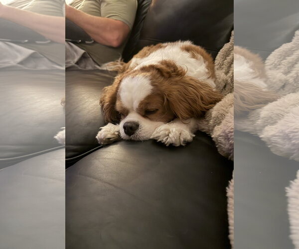 Medium Photo #3 Cavalier King Charles Spaniel Puppy For Sale in St. Louis Park, MN, USA