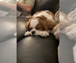 Small #2 Cavalier King Charles Spaniel