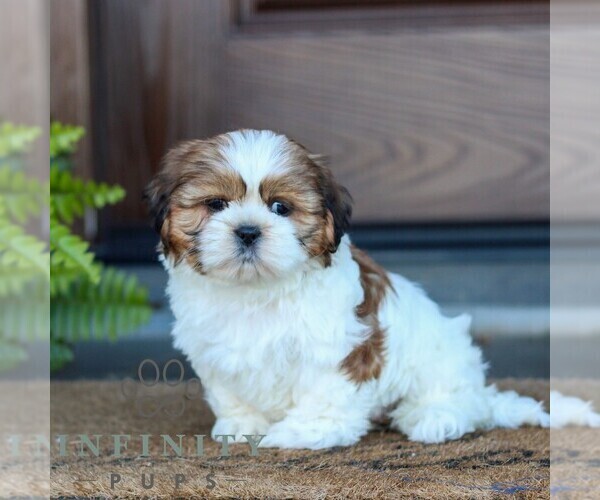 Medium Photo #4 Shih Tzu Puppy For Sale in MORGANTOWN, PA, USA