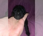 Small Photo #15 Poodle (Standard) Puppy For Sale in LEXINGTON, SC, USA