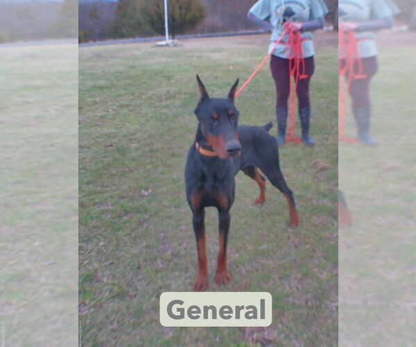 Medium Photo #18 Doberman Pinscher Puppy For Sale in Foristell, MO, USA