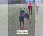 Small #17 Doberman Pinscher