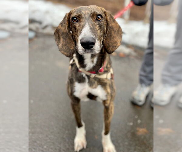 Medium Photo #15 Mutt Puppy For Sale in Canton, CT, USA