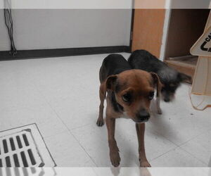 Chihuahua-Unknown Mix Dogs for adoption in Oroville, CA, USA