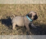 Small #2 Pug