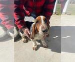 Small Photo #1 Basset Hound Puppy For Sale in DECHERD, TN, USA