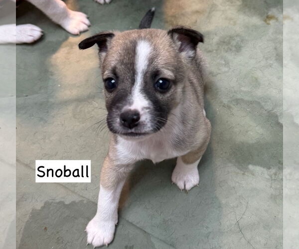 Medium Photo #1 Mutt Puppy For Sale in GILBERTS, IL, USA