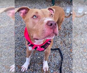 American Pit Bull Terrier Dogs for adoption in Charlotte, NC, USA