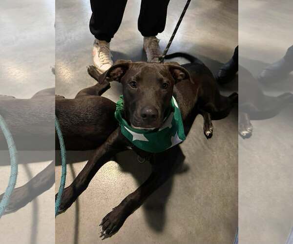 Medium Photo #4 American Pit Bull Terrier-Unknown Mix Puppy For Sale in Minneapolis, MN, USA