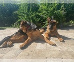 Small Photo #239 German Shepherd Dog Puppy For Sale in WELLINGTON, FL, USA