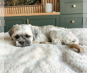 Oskar - Male Shih Apso Dog for Adoption - Photo #8