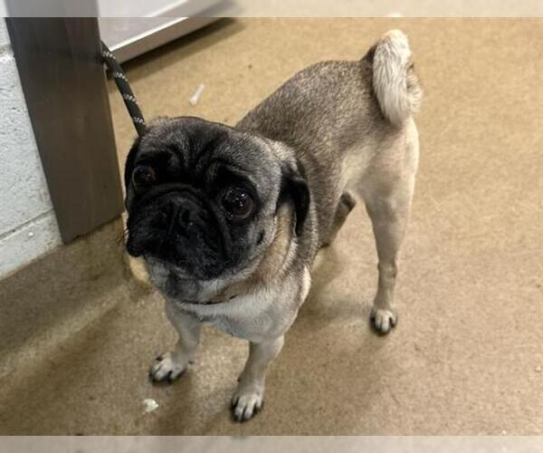 Medium Photo #1 Pug Puppy For Sale in Santa Maria, CA, USA