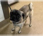Small Pug