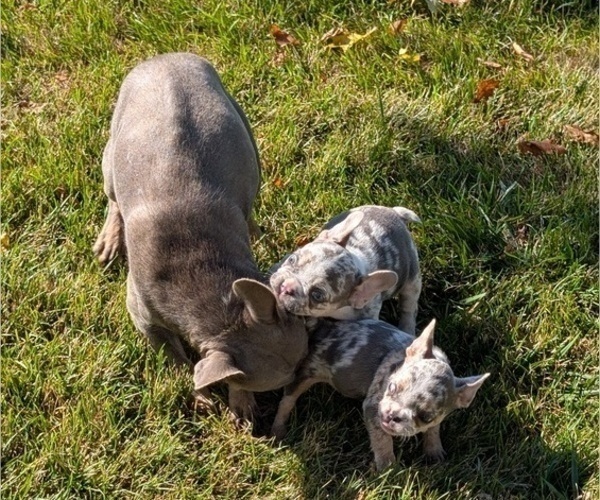Medium Photo #11 French Bulldog Puppy For Sale in GOSHEN, IN, USA
