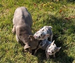 Small #10 French Bulldog