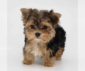 Yorkshire Terrier Puppy for sale in LOS ANGELES, CA, USA